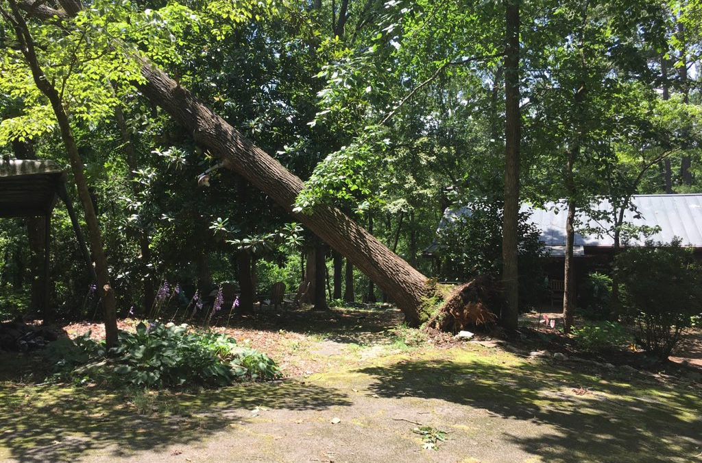 Tri-State Tree Service provides quality, expert emergency tree care in Milton