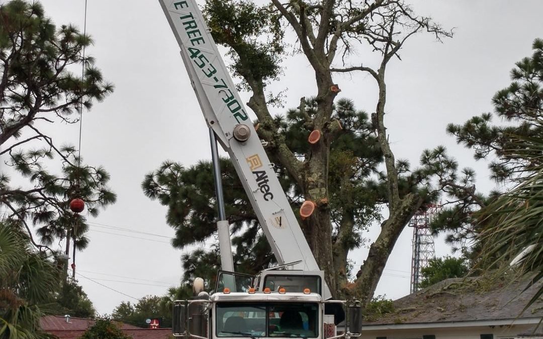 Dead Tree Removal: Is It Important to Do It Immediately?