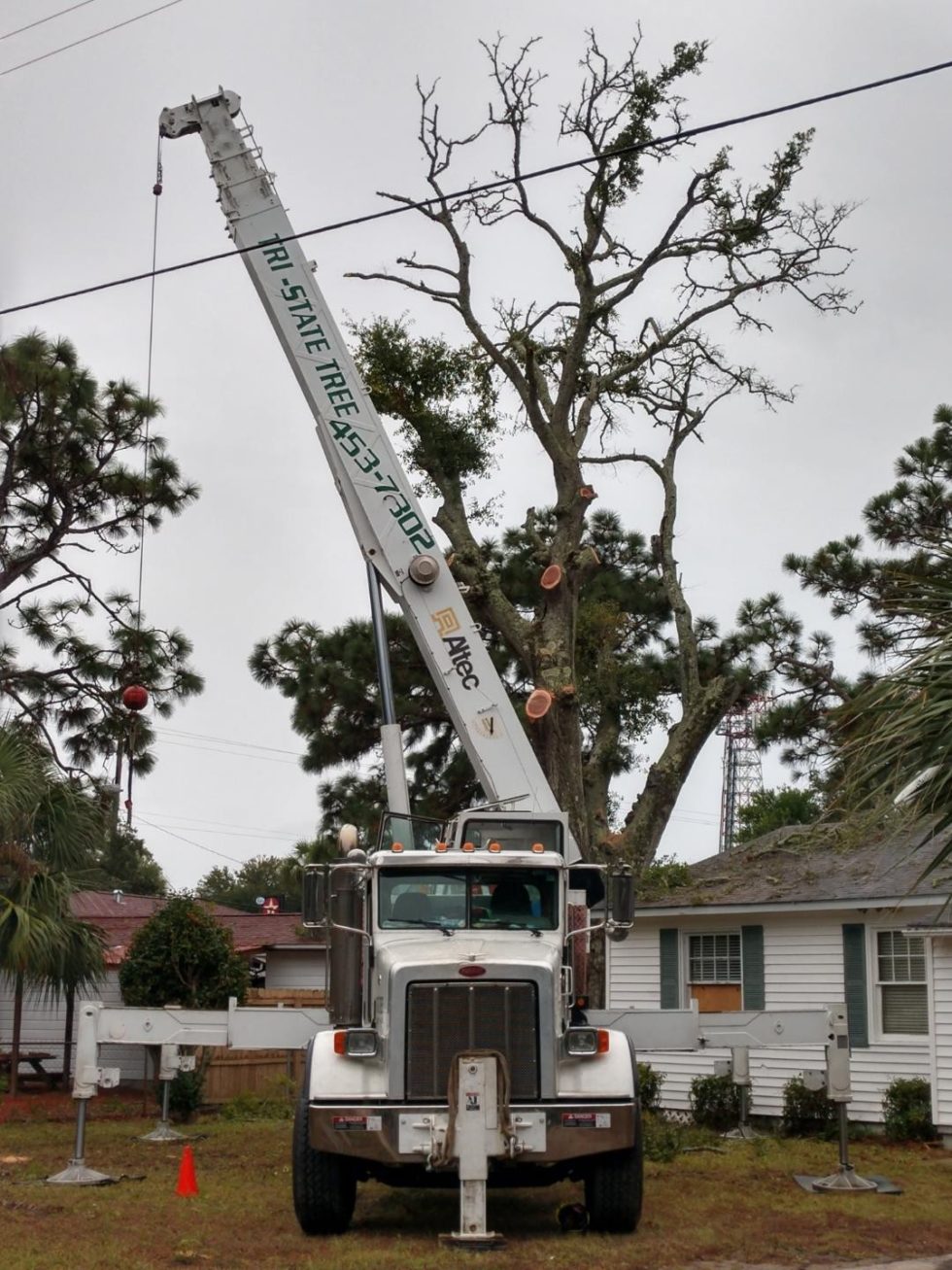 dead-tree-removal-should-you-remove-dead-trees-immediately