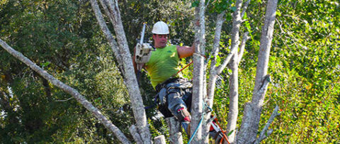 Tree Trimming Cost: 6 Major Factors That Affect Prices