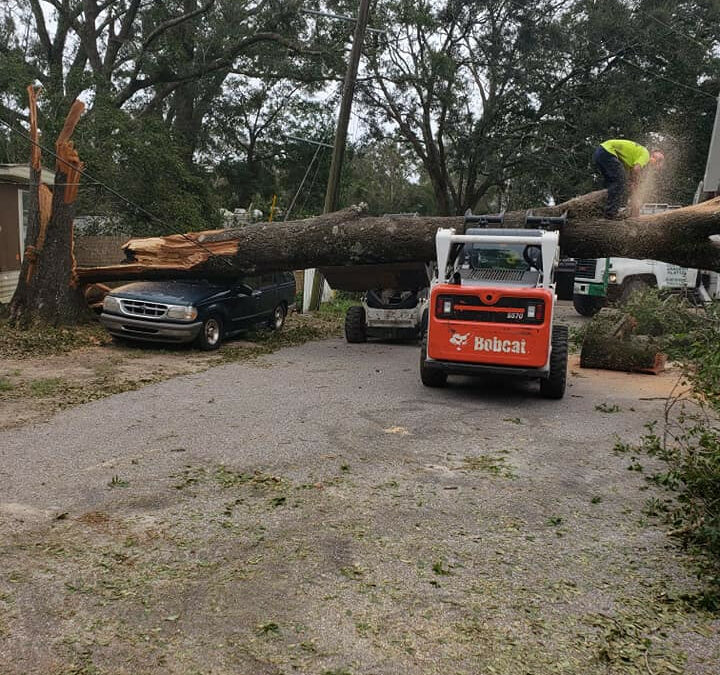 Keep Your Niceville’s Tress &  Property Safe With Tri-State Tree Services