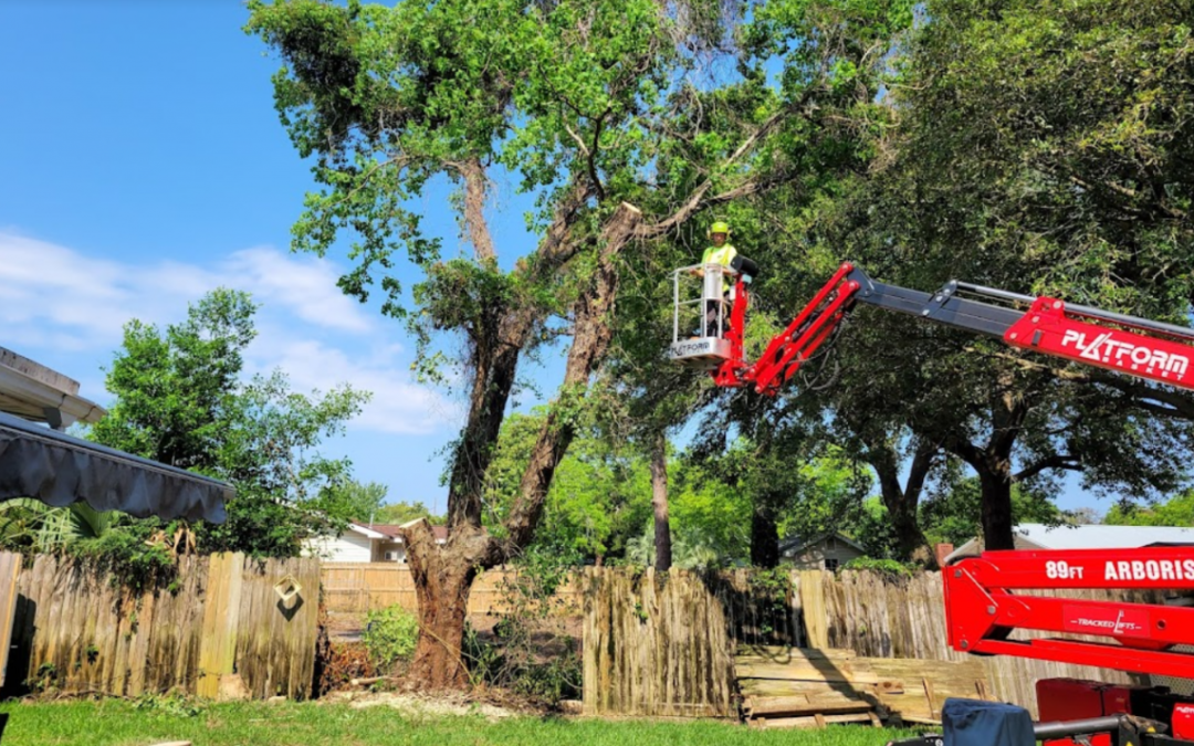 Expert Tree Care Company in Foley, AL Shares Tree Removal Safety Tips