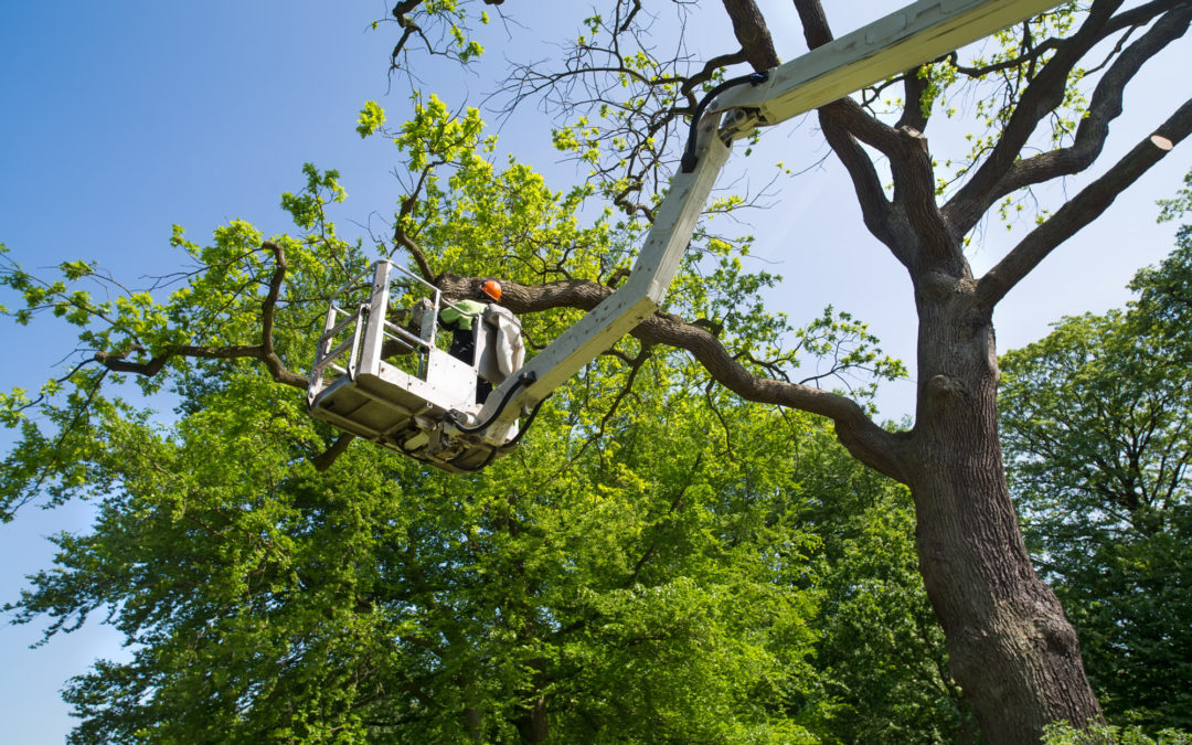 5 Signs You Need Emergency Tree Removal