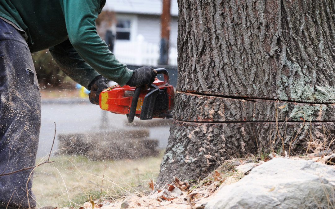 When to Call an Emergency Tree Service