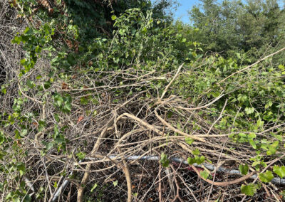Excavation Tree Removal Pensacola FL
