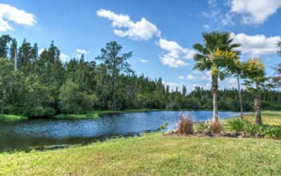 Types Of Trees And Where You Should Plant Them: Florida