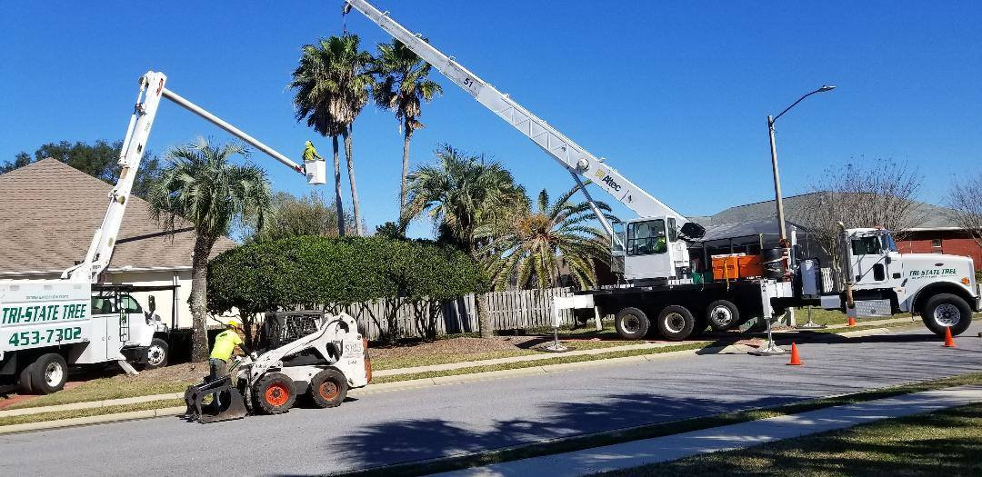 Certified Arborist offers Residential Tree Inspections to the Pensacola FL Area