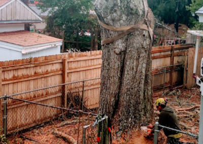 Tree Removal Bayou La Batre AL