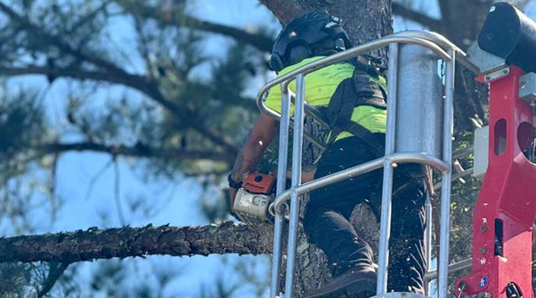 Top Benefits of Tree Trimming in Shalimar, Florida 