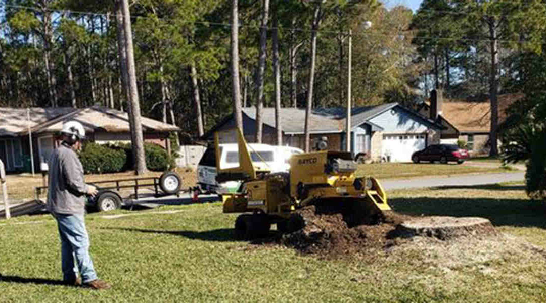 Can You Plant a Tree Where One Was Removed in Panama City, FL?