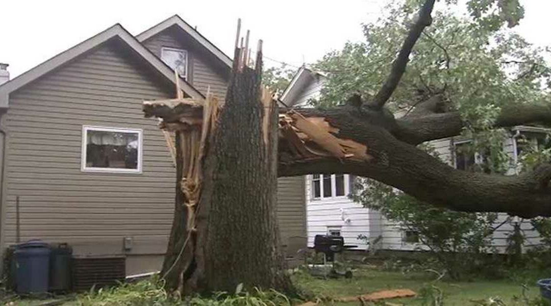 How To Spot a Damaged Tree on Your Panama City, FL Property
