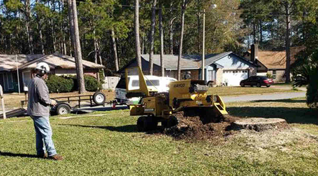 Do Tree Roots Die After Stump Grinding in Mobile, AL?