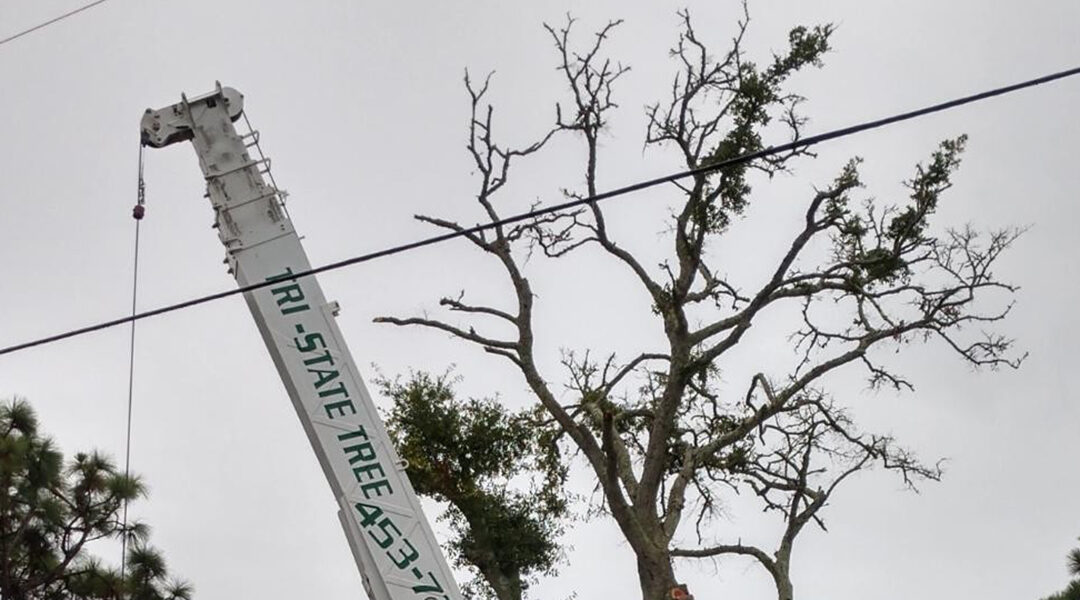 Do Trees Die of Old Age in Crawfordville, FL?
