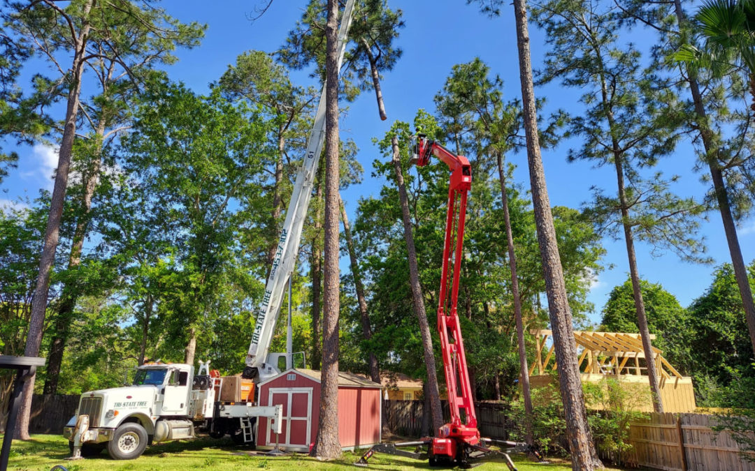 Tri-State Tree Service Offers Expert Tree Trimming and Pruning in Daphne, AL
