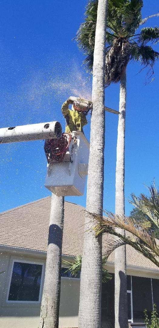 Top Tree Service for Pensacola, FL Property Owners Tri State Tree Service