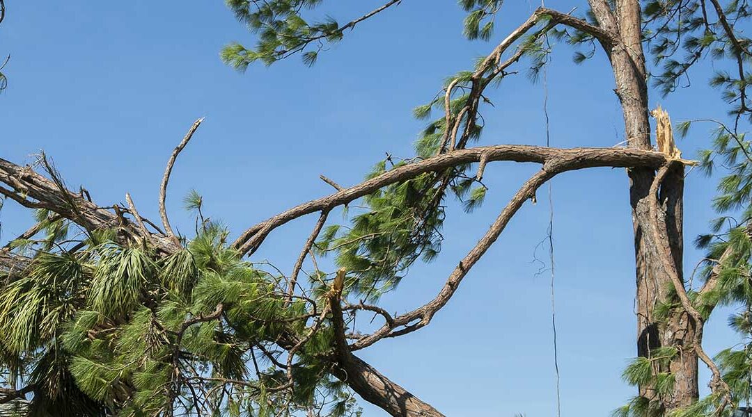 How To Identify Storm Damage on Your Trees in Wetumpka, AL