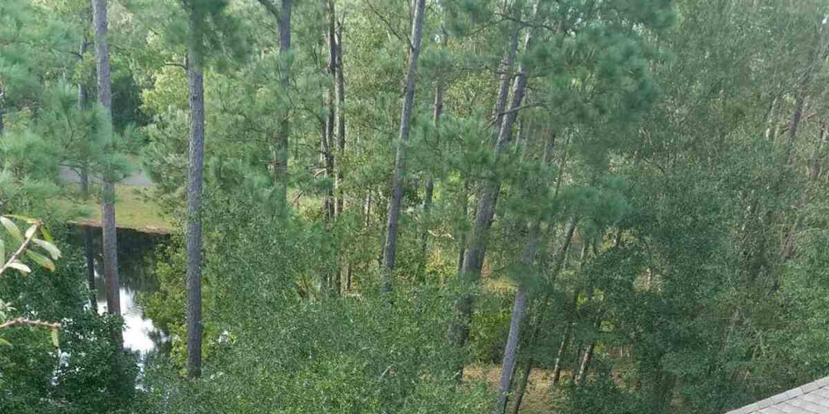 How to Protect Palm Trees From the Cold Weather of Panama City, FL