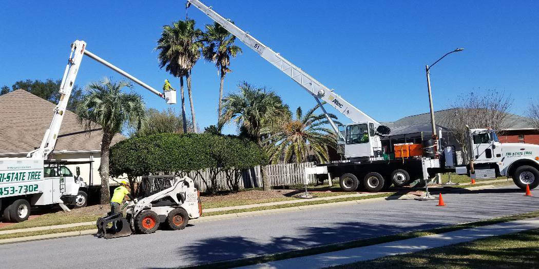 How to Trim a Palm Tree: 4 Steps from the Pros
