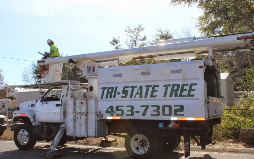 Tree Service Professionals In Destin, FL, Share Fall Tree Care Tips