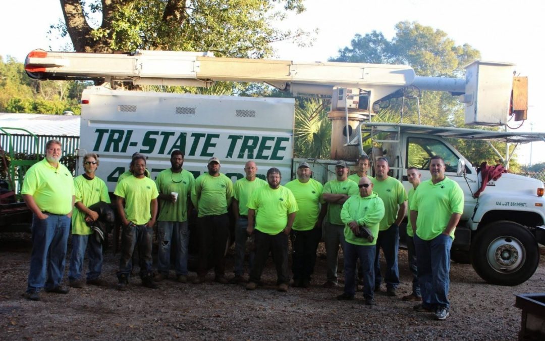 Stumped by Tree Stumps? Consult Tree Service Experts in Pensacola, FL