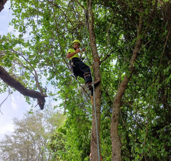 Tri-State Tree Service is available for Spring Tree Pruning in Gulf Shores, AL