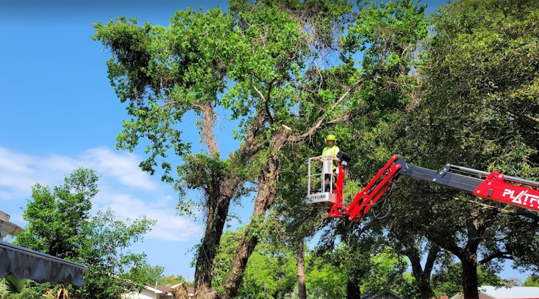 How to Boost Tree Health with Professional Care