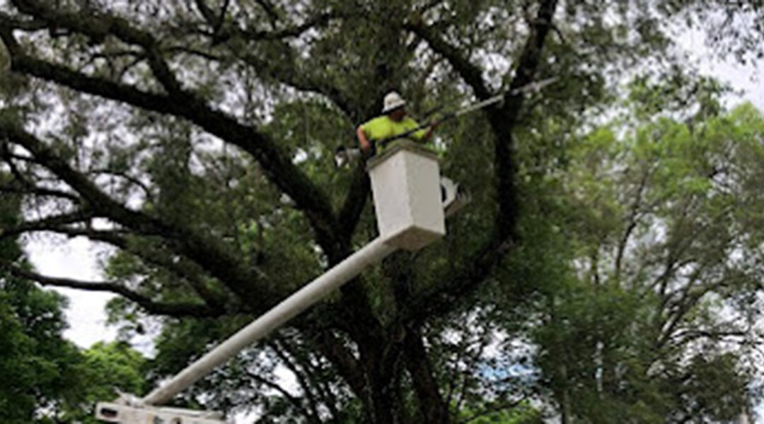 Three Things To Keep In Mind When Pruning Tall Trees in Havana, FL