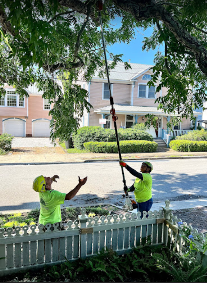 Tree Service Professionals in Panama City Beach, FL, Share Fall Tree