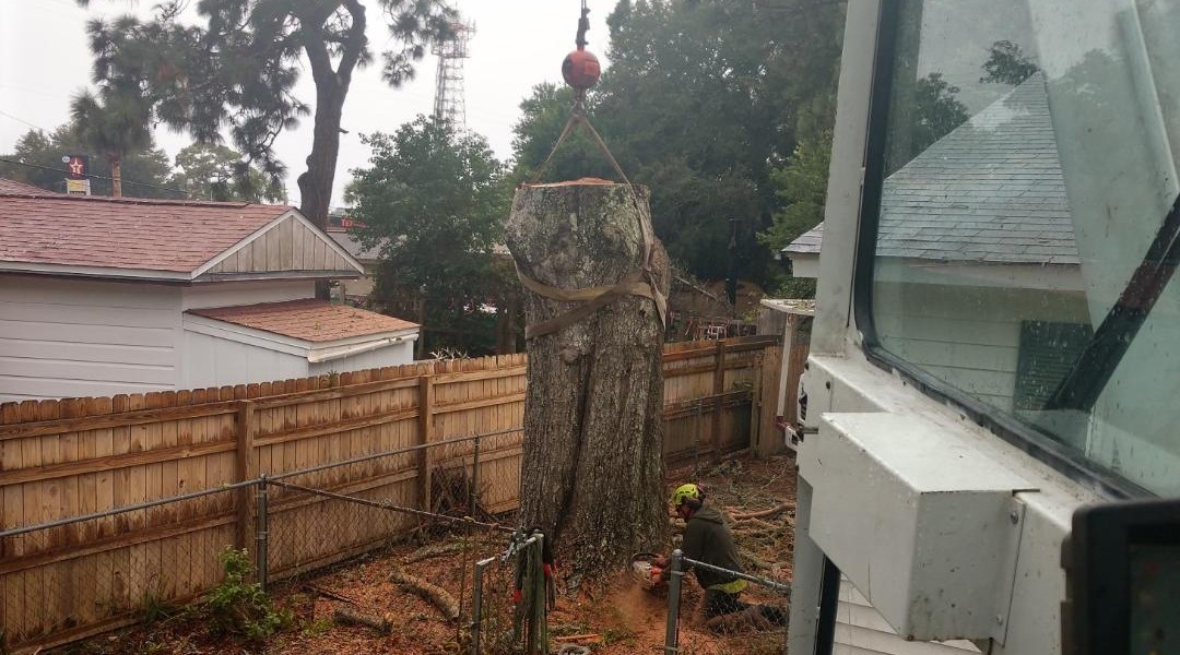 How Professionals Remove Tree Roots Painlessly