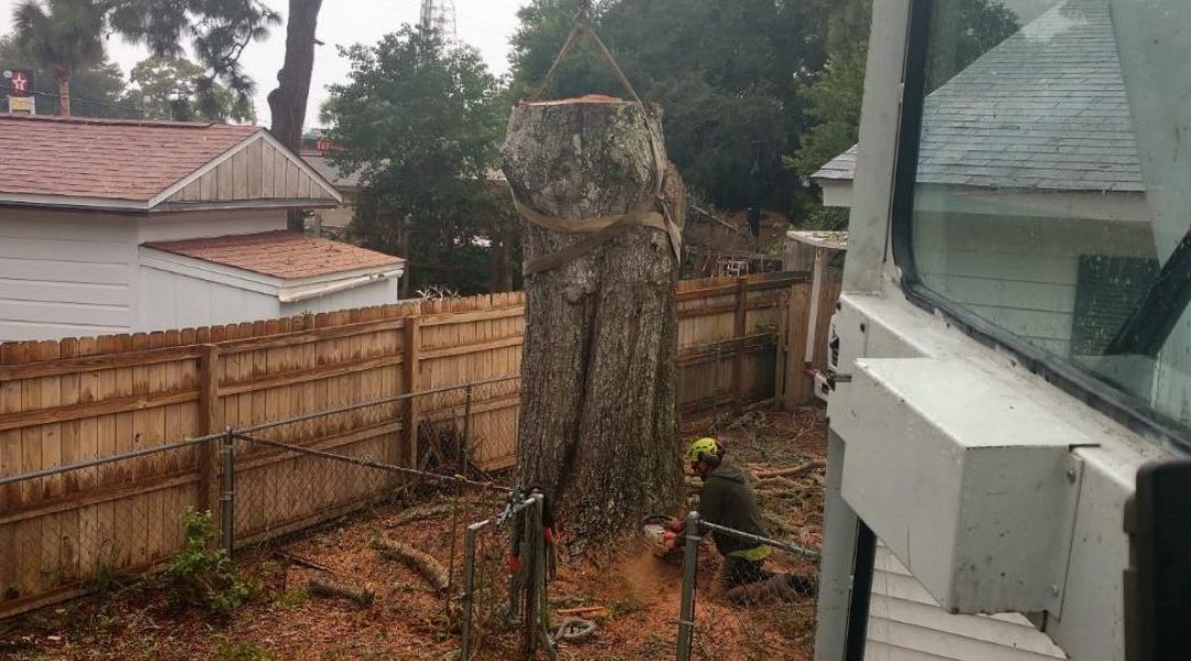 Removing Surface Tree Roots: Is It Necessary?