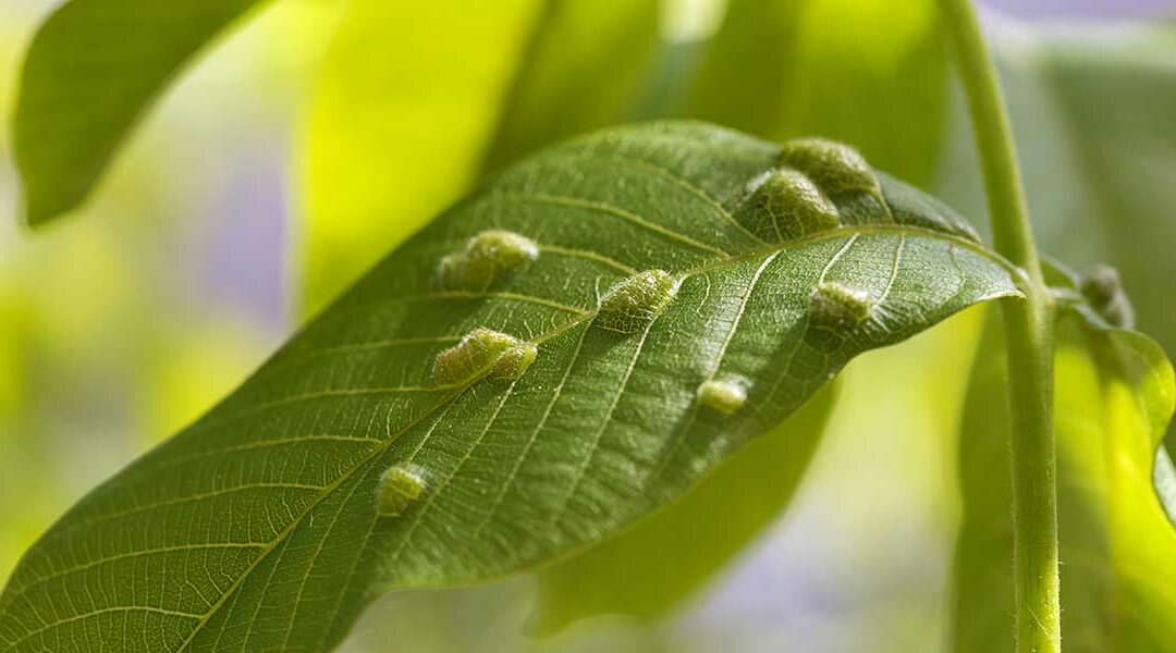 What Are the Bumps on Your Tree’s Leaves?