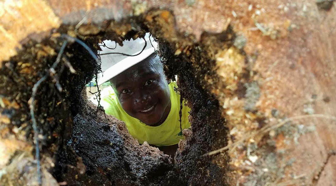 What Makes Holes in Trees? A Guide for Mobile, AL Residents