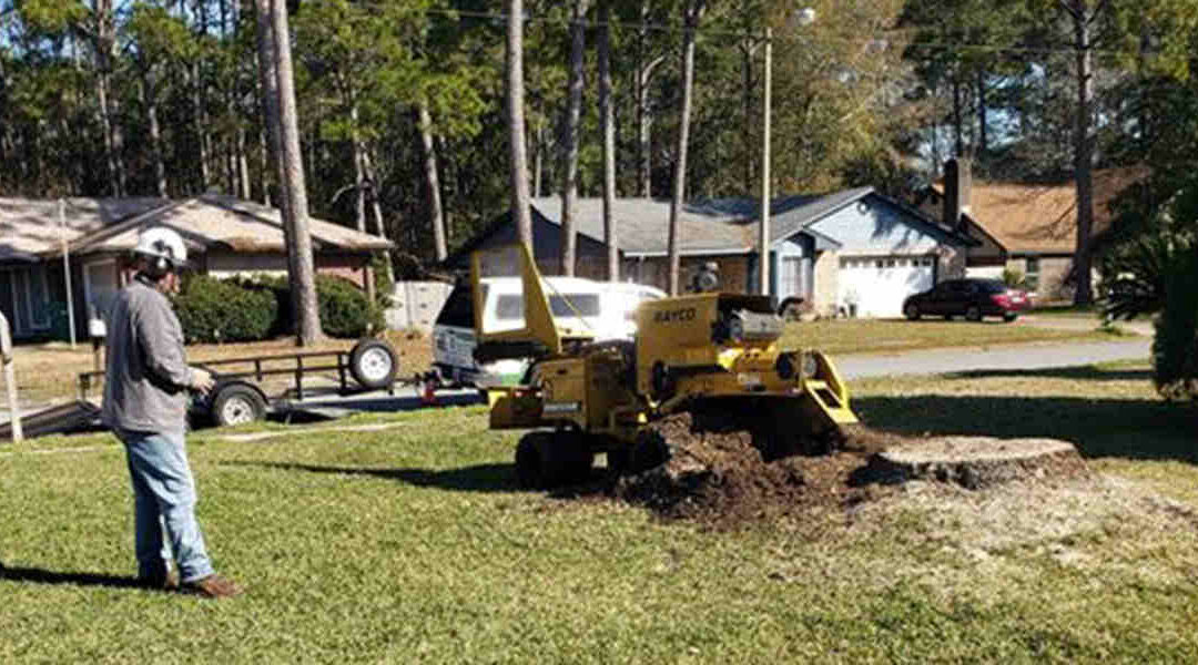 What To Do After Stump Grinding