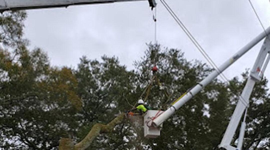 Who Is Responsible for Trimming Trees Near Power Lines?