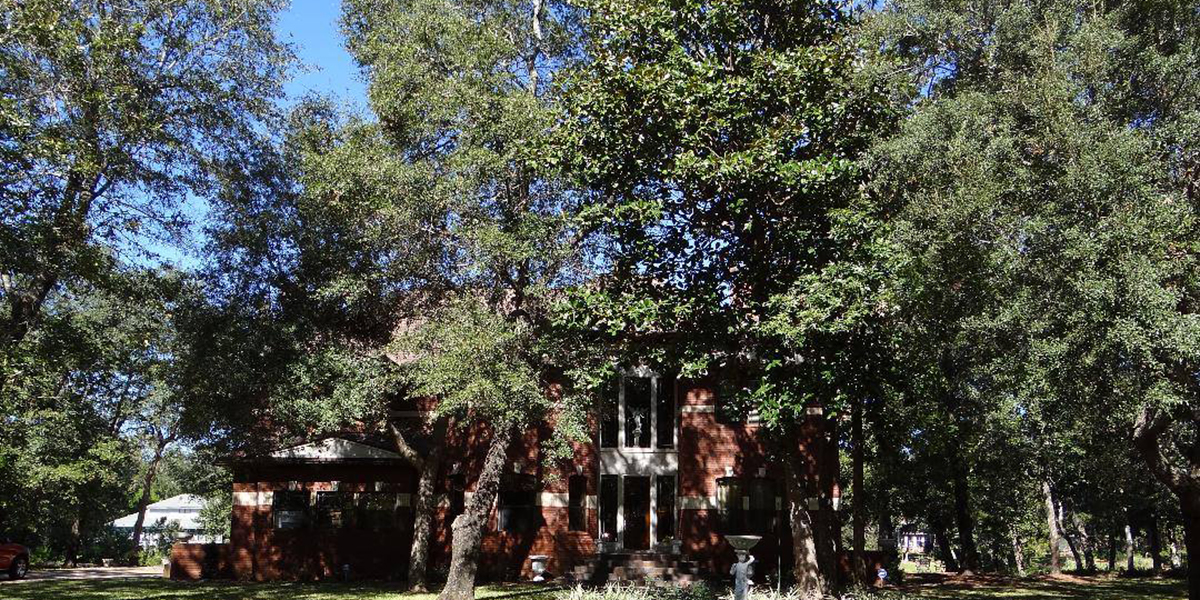 Will Salt Kill Trees? How Much Salt to Use and Other Tips